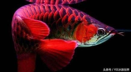 龍魚吃多了趴缸怎么辦(龍魚吃多了趴缸的原因) 龍魚百科 第5張 龍魚吃多了趴缸怎么辦(龍魚吃多了趴缸的原因) 龍魚吃多了趴缸怎么辦(龍魚吃多了趴缸的原因) 龍魚百科 第5張