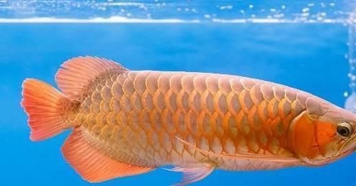 金龍魚爆鱗（金龍魚爆鱗可能由多種因素引起金龍魚爆鱗的預防措施）