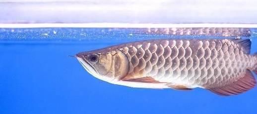 金龍魚爆鱗（金龍魚爆鱗可能由多種因素引起金龍魚爆鱗的預(yù)防措施）
