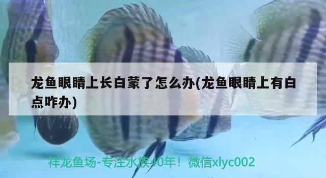 龍魚和關刀混養搭配圖，如何避免龍魚關刀混養爭斗，龍魚關刀混養顏色搭配技巧
