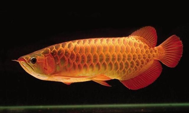 紅龍魚有珠鱗嗎（紅龍魚有珠鱗嗎？）