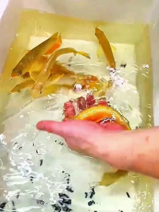紅龍魚圖片哪里找？
