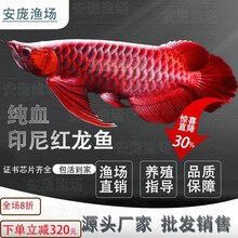 紅龍魚圖片哪里找？