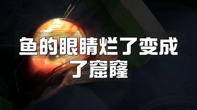 龍魚眼睛爛了一個窟窿怎么治