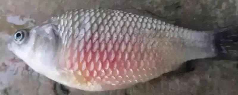 龍魚炸鱗可以用黃粉嗎