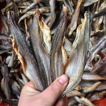成都龍魚批發市場地址在哪里啊