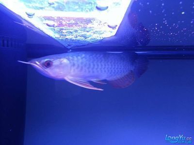 藍(lán)底金龍魚用什么燈光照利于發(fā)色快速：藍(lán)底金龍魚在燈光的選擇上