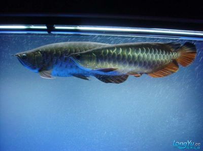 藍(lán)底金龍魚用什么燈光照利于發(fā)色快速：藍(lán)底金龍魚在燈光的選擇上