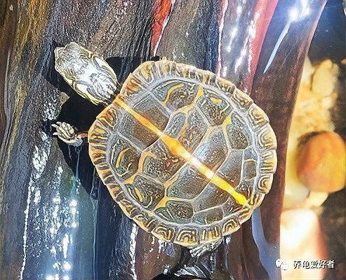 龍龜多久清潔一次合適？