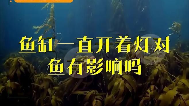 如何設置粉色龍魚的最佳光照