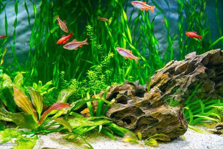 如何設置粉色龍魚的最佳光照