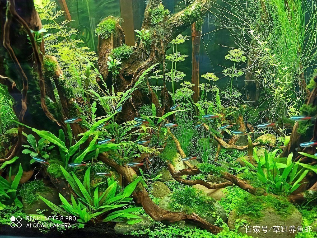 如何設置粉色龍魚的最佳光照