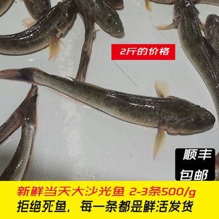 小龍魚的功效和作用：小龍魚不僅味道鮮美而且對人體有益的功效與作用