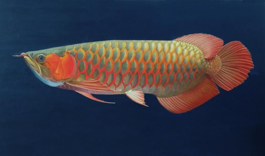 龍魚背景圖片大全高清壁紙