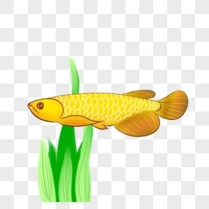 龍魚背景圖片大全高清壁紙