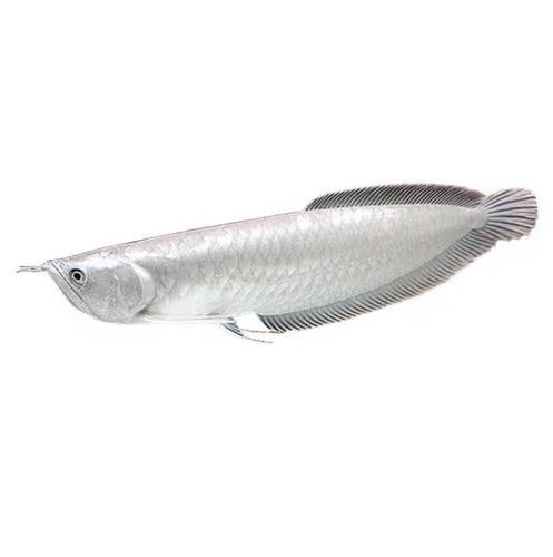 黃化銀龍魚價(jià)格和紅龍那個(gè)好一點(diǎn)