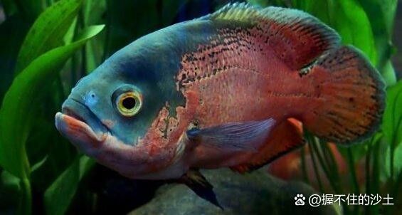 龍魚打架后需要隔離嗎？