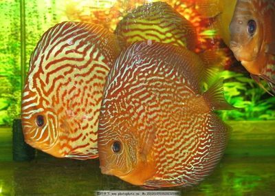 常見熱帶觀賞魚：什么是熱帶觀賞魚