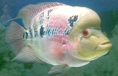 龍魚(yú)腦袋上有肉瘤（龍魚(yú)腦袋上有肉瘤怎么辦）