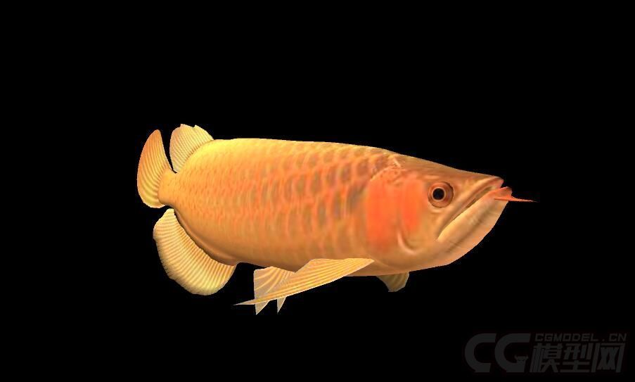 金龍魚的動畫片是什么：關于金龍魚的動畫片 金龍魚的動畫片是什么：關于金龍魚的動畫片 龍魚百科