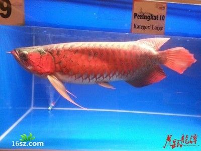 金龍魚吐出來一團黃白物是什么病：金龍魚吐出一團黃白物是什么病