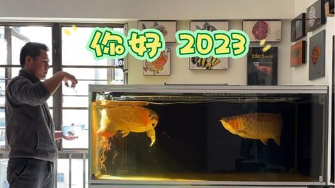 龍魚哪里進貨好：去國內觀賞魚的三大集散地：廣州、上海和天津購買龍魚