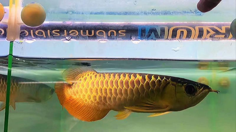 古典過(guò)背金龍繁殖后如何護(hù)理？ 古典過(guò)背金龍繁殖后如何護(hù)理？ 龍魚(yú)百科 第2張