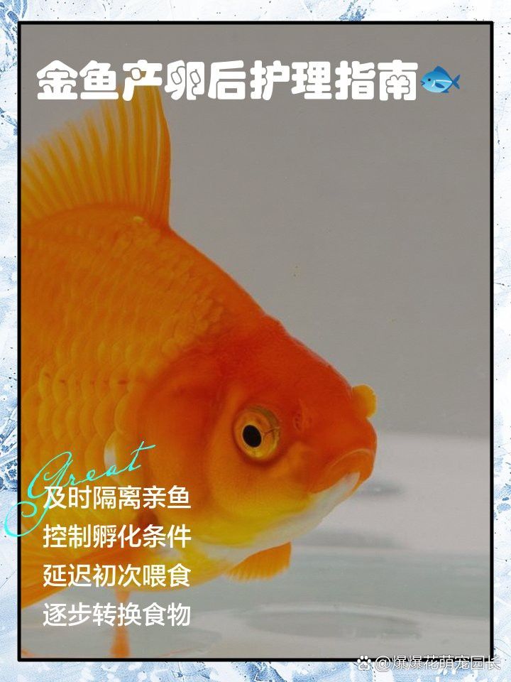 古典過(guò)背金龍繁殖后如何護(hù)理？ 古典過(guò)背金龍繁殖后如何護(hù)理？ 龍魚(yú)百科 第5張