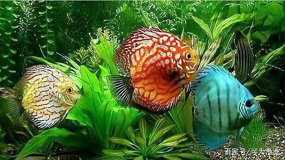 龍魚能養多少年的魚