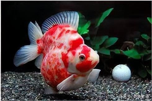 龍魚能養多少年的魚