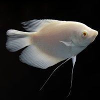 金剛財神魚多少錢一條