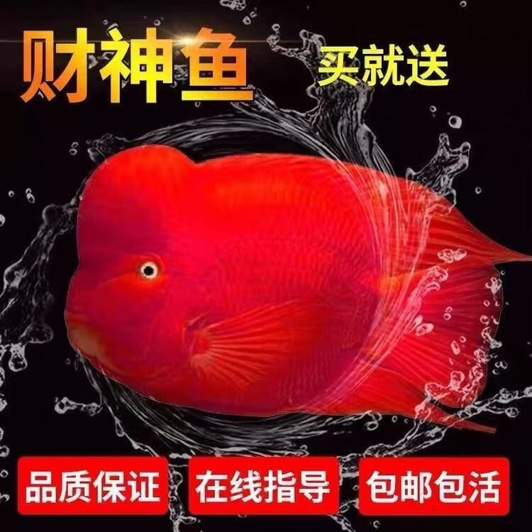 金剛財神魚多少錢一條