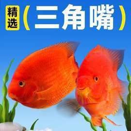 金剛財神魚多少錢一條