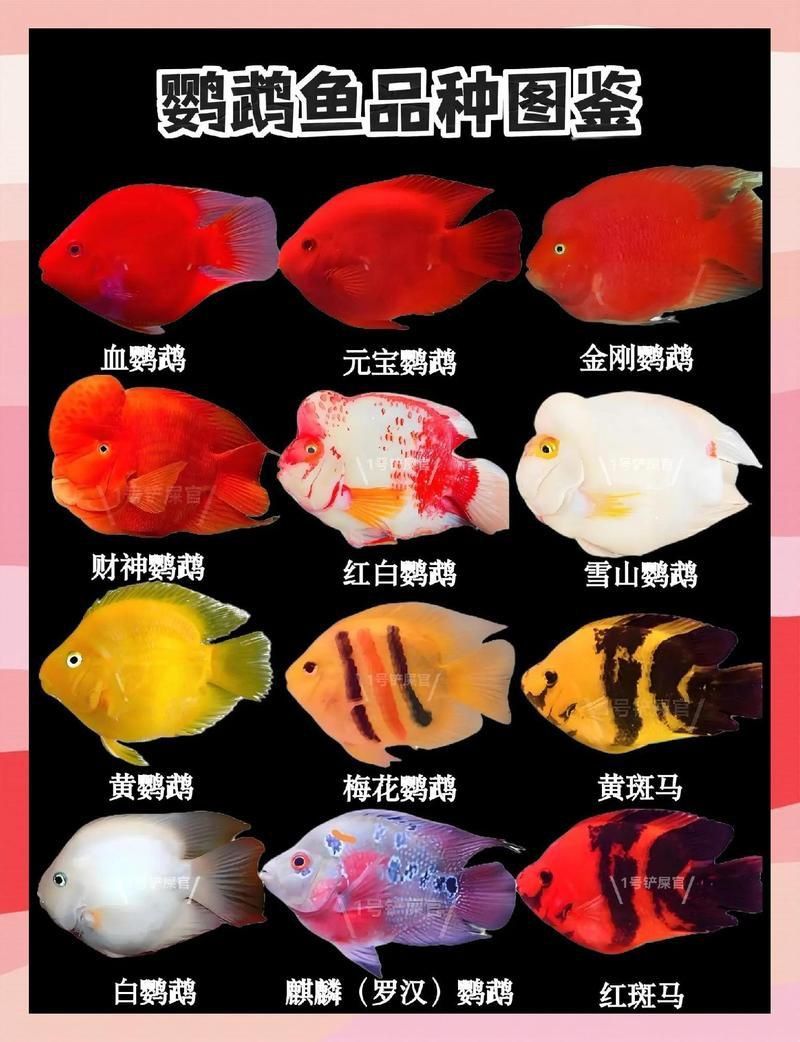 金剛財神魚多少錢一條