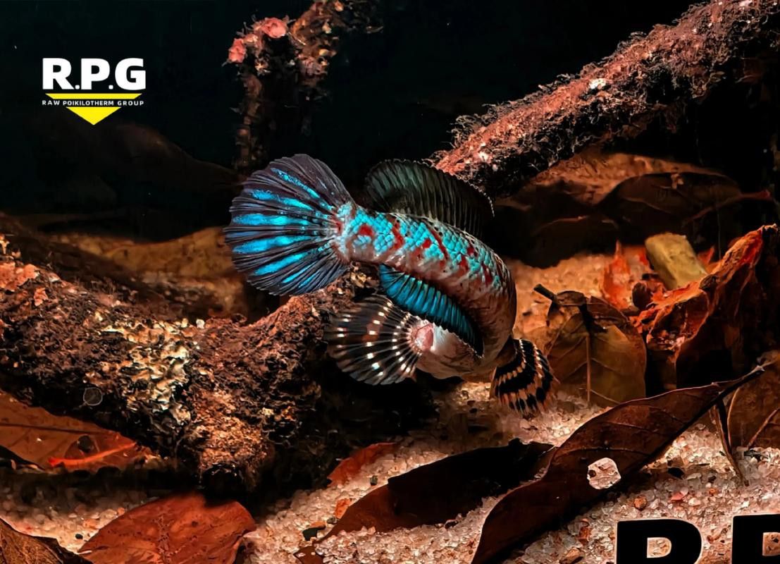 幻彩藍(lán)寶石雷龍魚