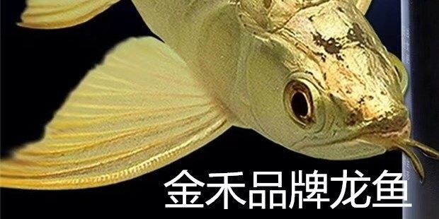 龍魚怎么麻醉最好呢