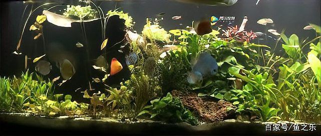 紅龍魚魚缸背景圖片欣賞圖大全