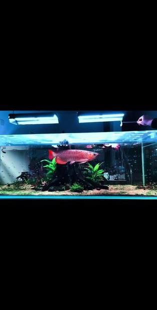 紅龍魚魚缸背景圖片欣賞圖大全