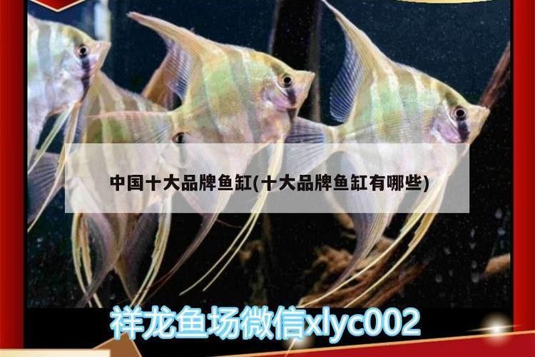 紅龍魚魚缸背景圖片欣賞圖大全
