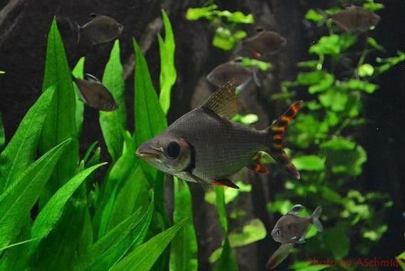 紅龍魚魚缸背景圖片欣賞圖大全