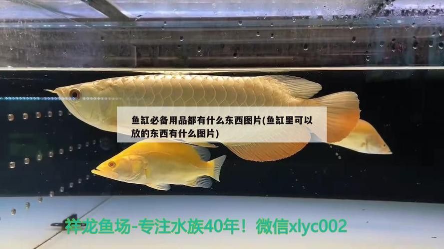 紅龍魚魚缸背景圖片欣賞圖大全