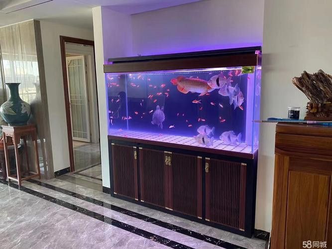 紅龍魚魚缸背景圖片欣賞圖大全