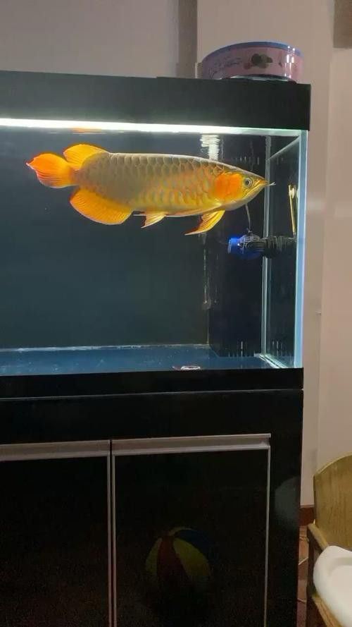 紅龍魚魚缸背景圖片欣賞圖大全