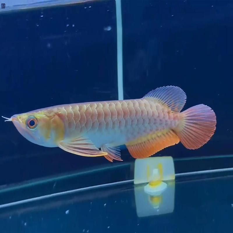 紅龍魚魚缸背景圖片欣賞圖大全