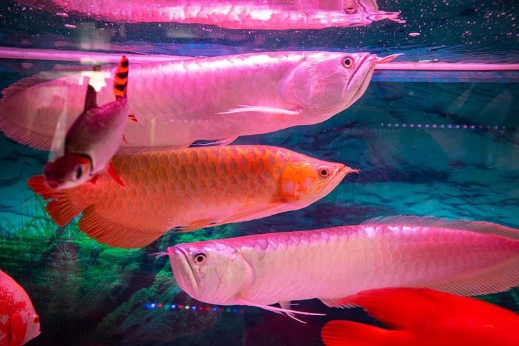 紅龍魚魚缸背景圖片欣賞圖大全