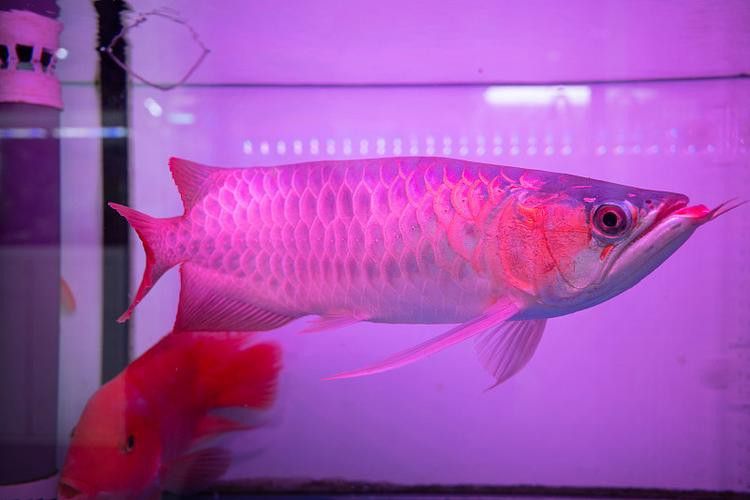 紅龍魚魚缸背景圖片欣賞圖大全