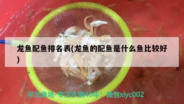 龍魚最好的配魚是什么：與龍魚相配的幾種魚種