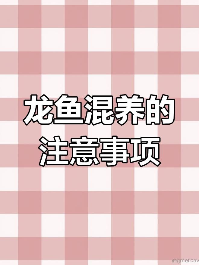 龍魚混養(yǎng)需要注意什么？