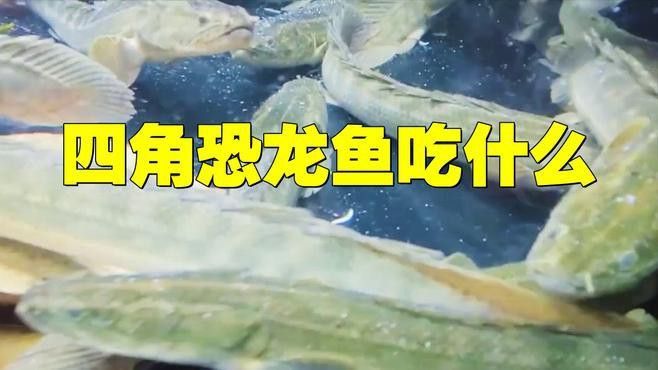 六角海龍和四角龍魚哪個更稀有？