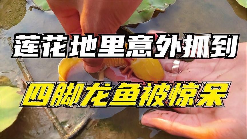 六角海龍和四角龍魚哪個更稀有？